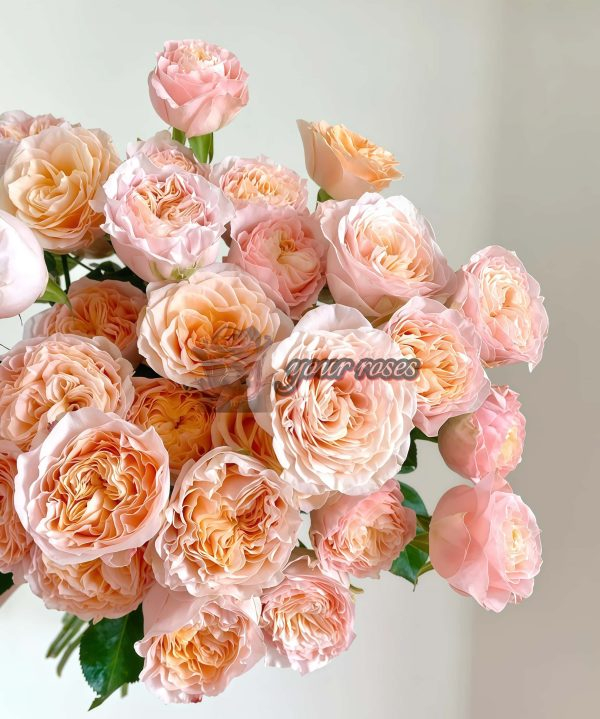 Mickey Bubble Rose plant丨Your roses