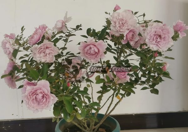 New SP Rose for sale丨Your roses