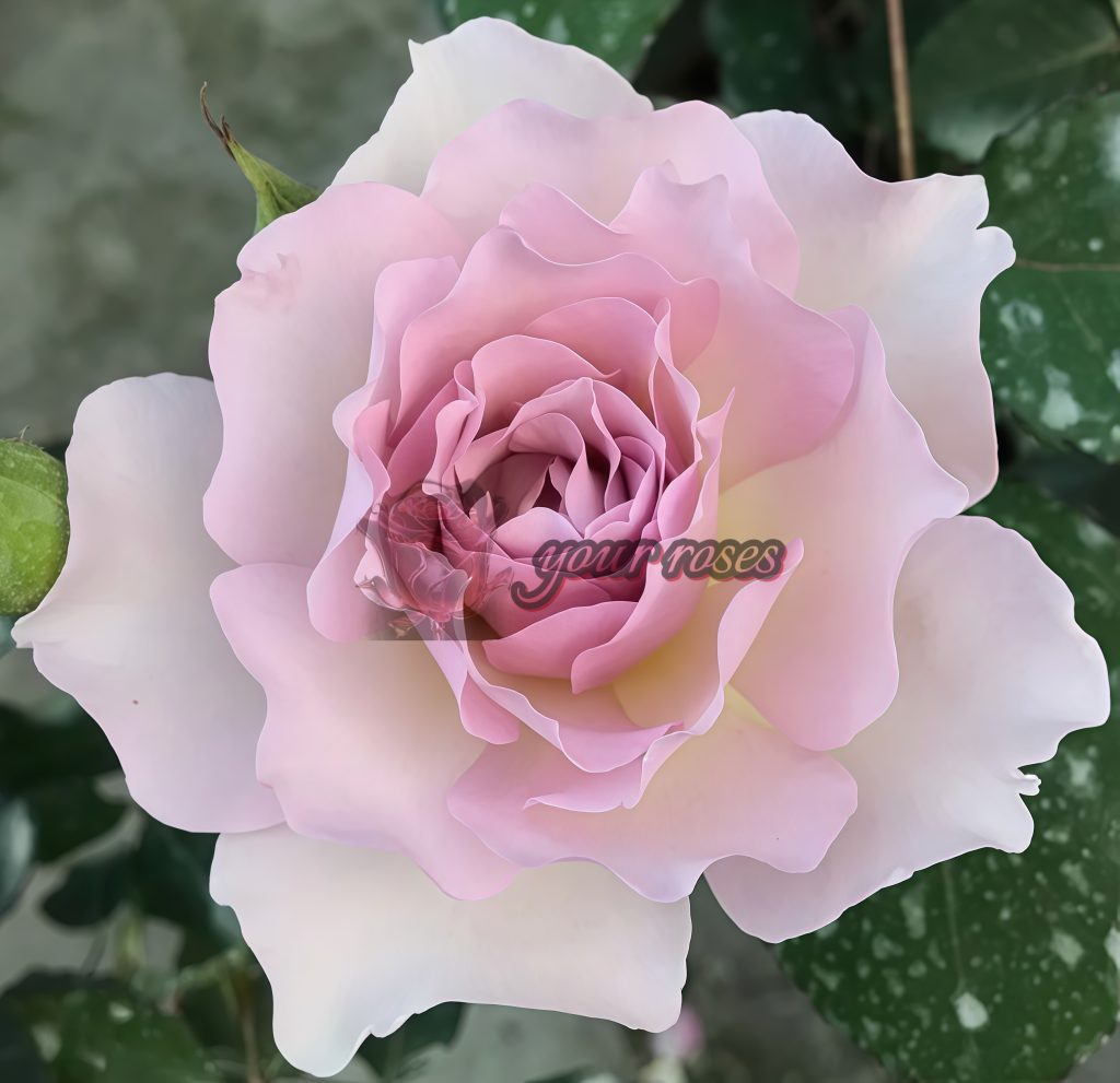 New Wave Rose Plant -