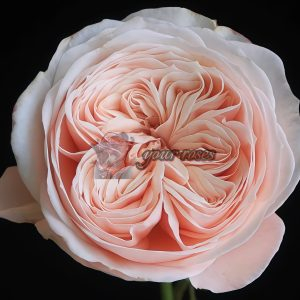 Paradise Beach Rose丨Your roses