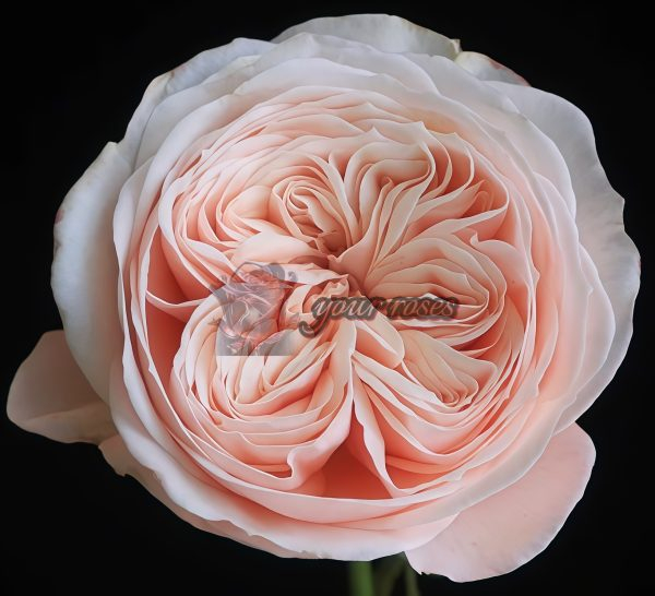 Paradise Beach Rose丨Your roses