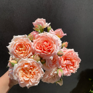 Paul Bocuse Rose for sale丨Your roses