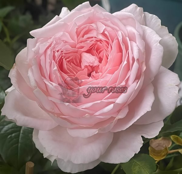 Pretty Yuto Rose for sale丨Your roses