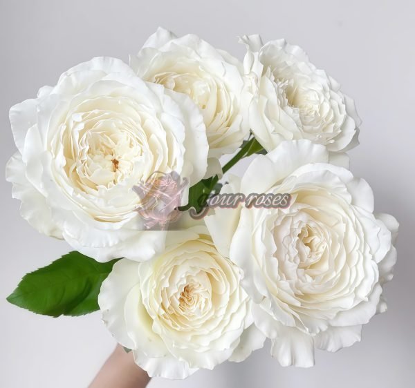 Princess Miyuki Rose for sale丨Your roses