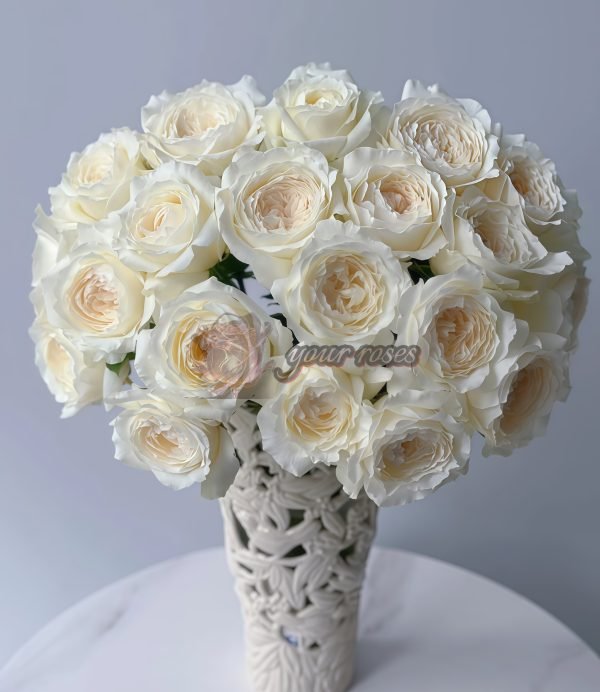 Princess Miyuki Rose plant丨Your roses