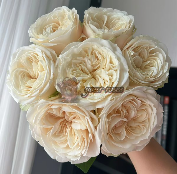 Priscilla Rose丨Your roses