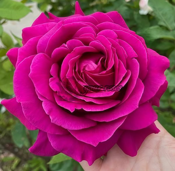 Promesse Eternelle Rose for sale丨Your roses