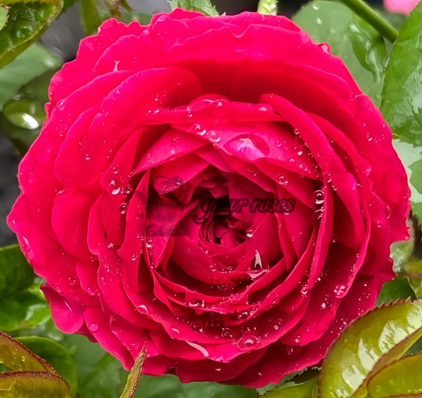Promesse Eternelle Rose丨Your roses