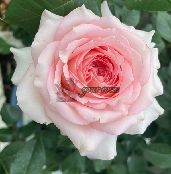 Ragazza Rose丨Your roses