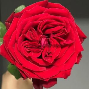 Red Glory Rose plant丨Your roses