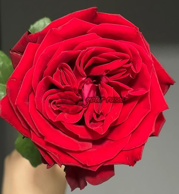 Red Glory Rose plant丨Your roses