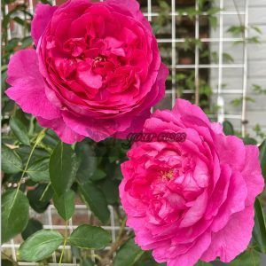 Rouge de Parfum Rose丨Your roses