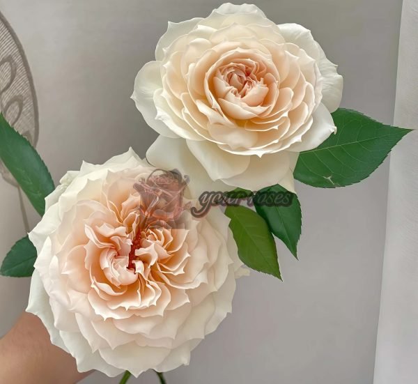 Royal Diva Rose丨Your roses