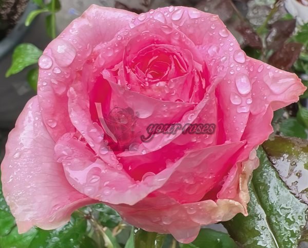 ShanghAI Lady Rose丨Your roses