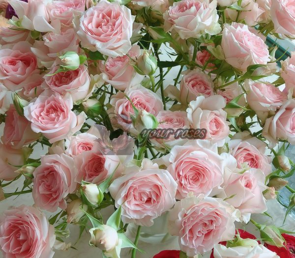 Sweet Sara Rose for sale丨Your roses
