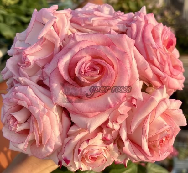 Very Cute Rose丨Your roses