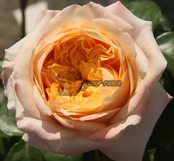 Victorian Peach Rose丨Your roses
