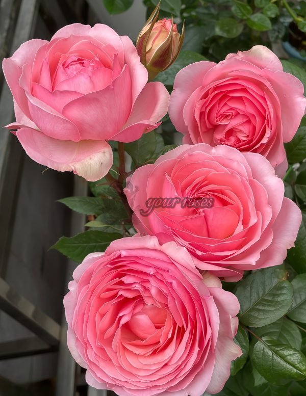 Yang Yuhuan Rose plant丨Your roses