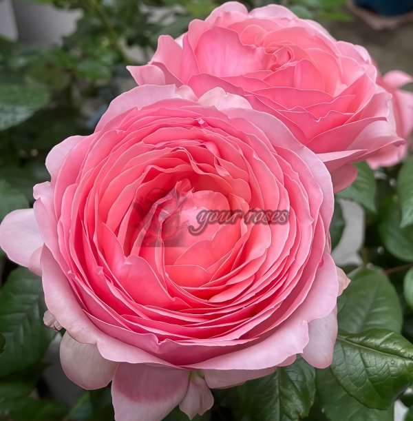 Yang Yuhuan Rose丨Your roses
