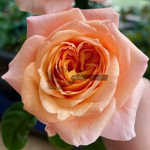 lmagine Rose丨Your roses