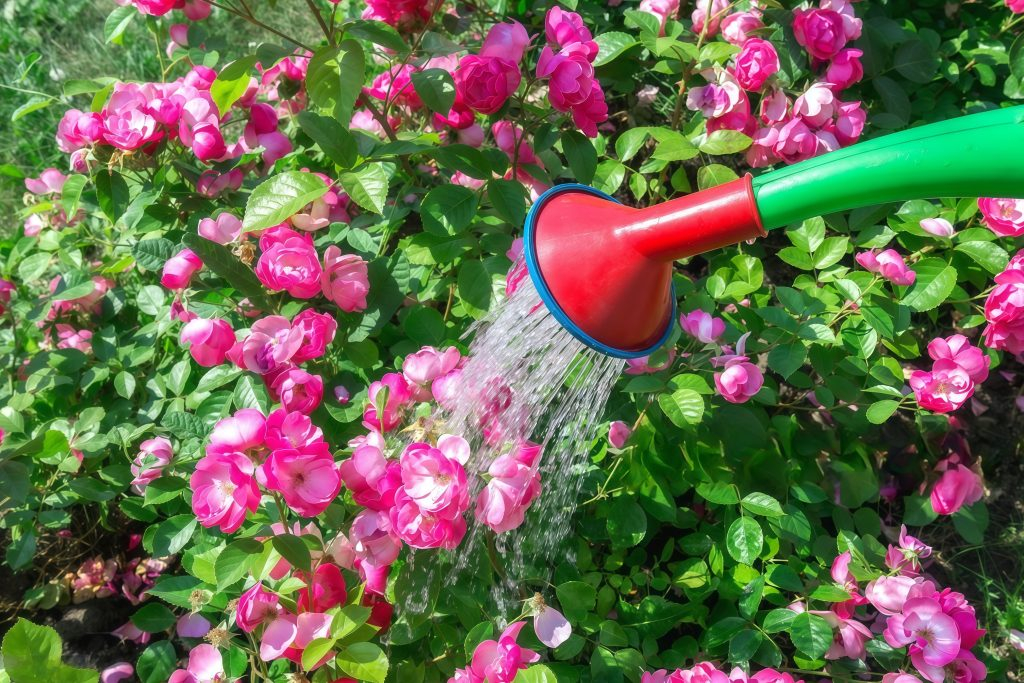 rose care