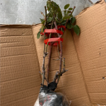 Praline Rouge Rose Plant photo review