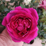 Praline Rouge Rose Plant photo review