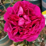 Praline Rouge Rose Plant photo review
