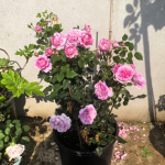 Prima Vista Rose 2 Gal photo review