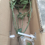 Rinaldo Rose 2 Gal photo review