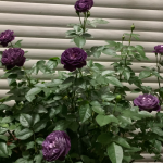 Rinaldo Rose 2 Gal photo review