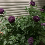 Rinaldo Rose 2 Gal photo review