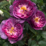 Rinaldo Rose 2 Gal photo review