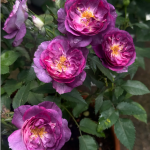 Rinaldo Rose 2 Gal photo review