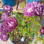 Rinaldo Rose 2 Gal photo review