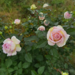 Träumerei Rose photo review