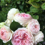 Träumerei Rose photo review