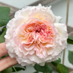 Träumerei Rose photo review