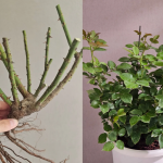 Träumerei Rose photo review