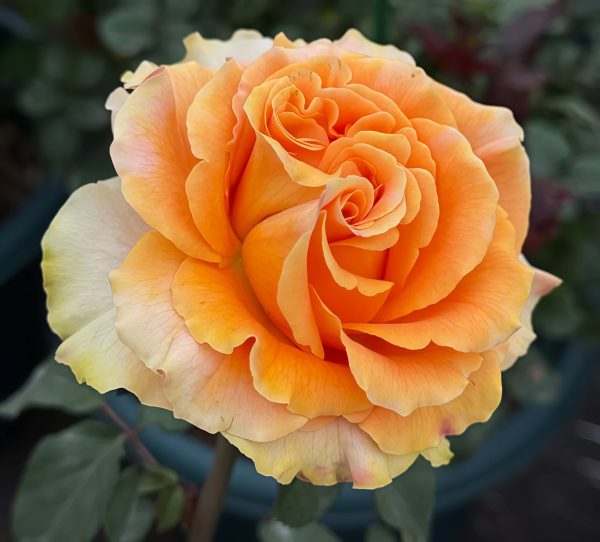 Mandarin x-pression Rose for sale丨Your roses