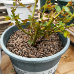 Summer Fireworks Rose photo review