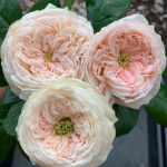 Sweet Diamond Rose Plant photo review