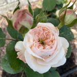 Sweet Diamond Rose photo review