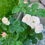 Sweet Diamond Rose photo review