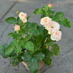 Sweet Diamond Rose photo review