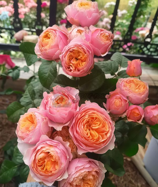 Sweet vuvuzela Rose for sale丨Your roses