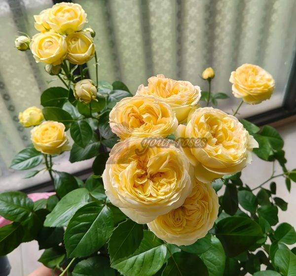 Vanilla Catalina Rose丨Your roses