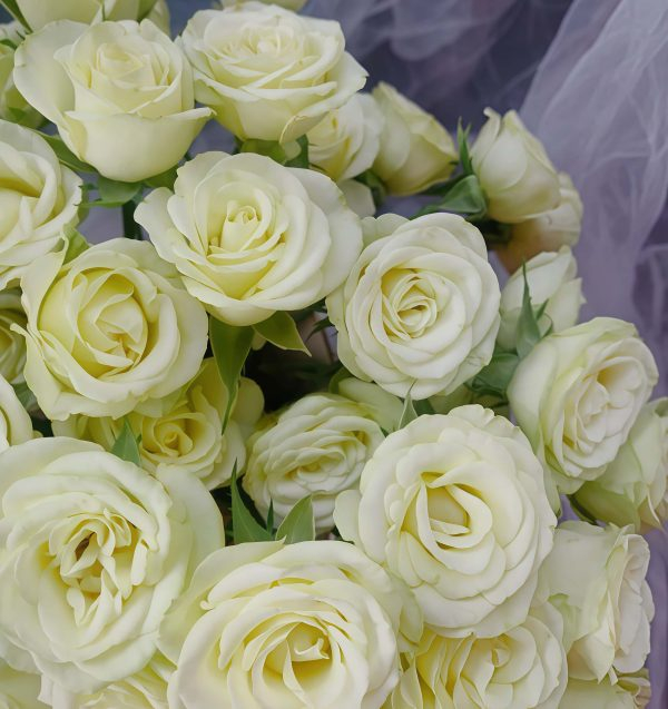 Wedding x-pression Rose plant丨Your roses