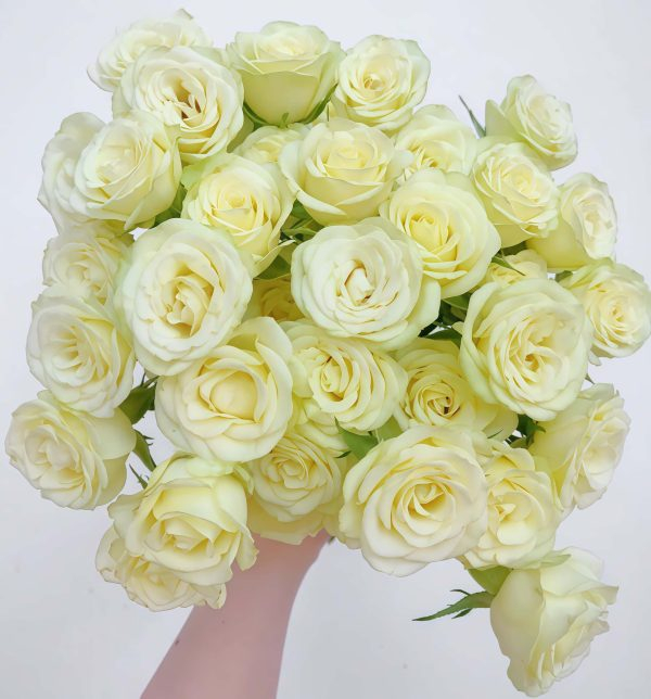 Wedding x-pression Rose丨Your roses