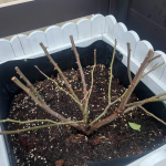 Rainy Blue Rose Climbing Roses photo review